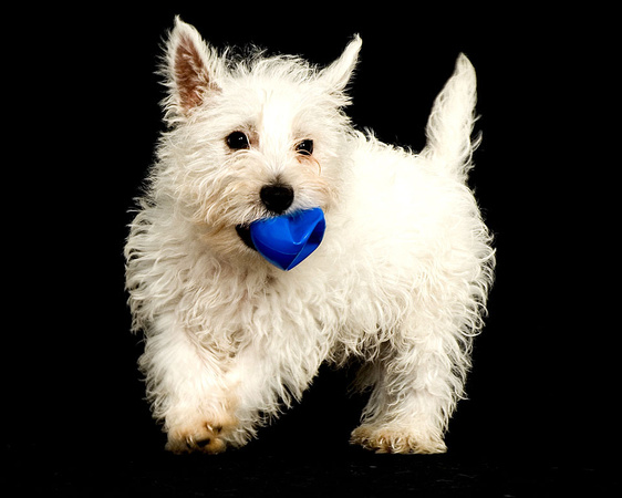 Leading Imagery photography, pet photography in Chesterfield.