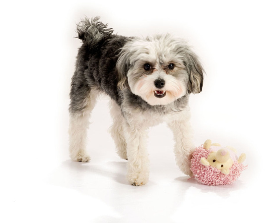 Leading Imagery photography, pet photography in Chesterfield.